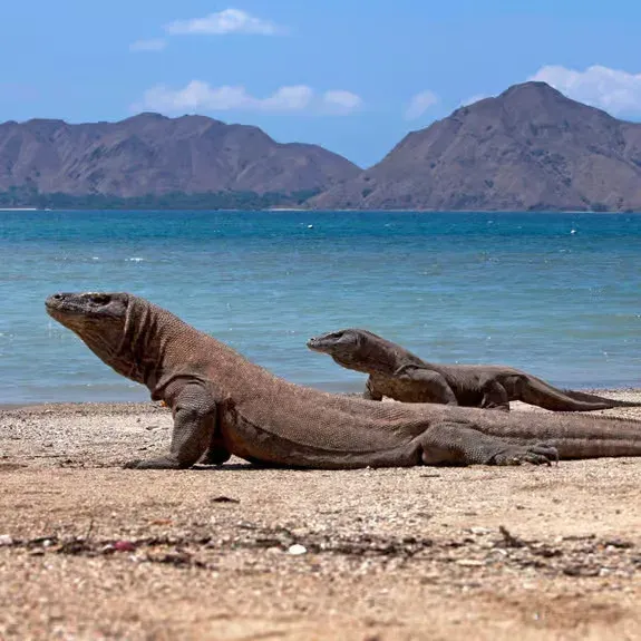 One Day Komodo Trip